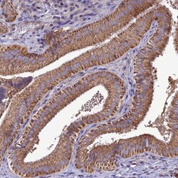 MAP3K12 Antibody, Novus Biologicals:Antibodies:Primary Antibodies